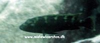 Melanochromis baliodigma ? i Mozambique (Tidligere xanthodigma)